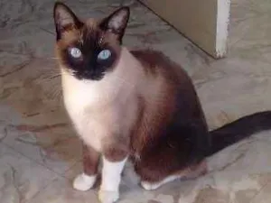 Gato raça SRD idade 1 ano nome Filó