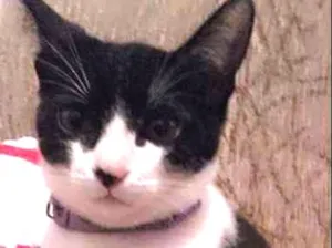 Gato raça SRD idade 2 a 6 meses nome Mimi e Chica
