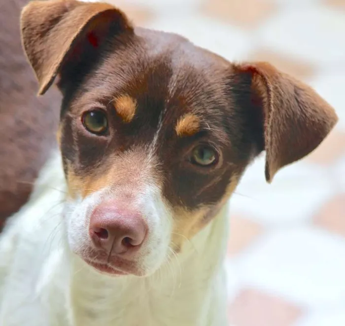 Cachorro ra a  idade 1 ano nome Nina Filhote