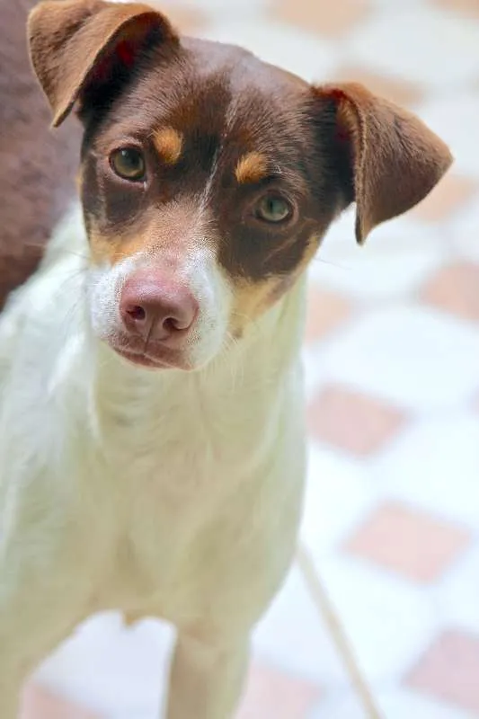 Cachorro ra a  idade 1 ano nome Nina Filhote