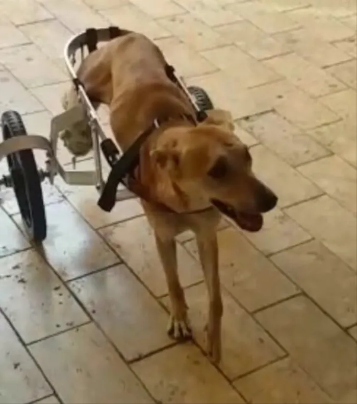 Cachorro ra a Vira lata idade 1 ano nome Princesa