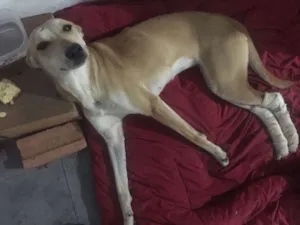 Cachorro raça Vira lata idade 1 ano nome Princesa