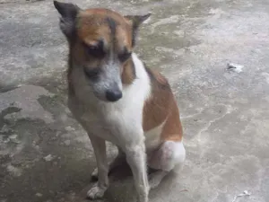Cachorro raça Sem raça idade 3 anos nome Ledy