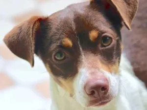 Cachorro raça  idade 1 ano nome Nina Filhote