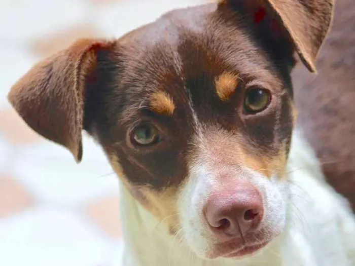 Cachorro ra a  idade 1 ano nome Nina Filhote