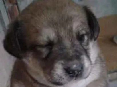 Cachorro raça SRD idade Abaixo de 2 meses nome Dafiny