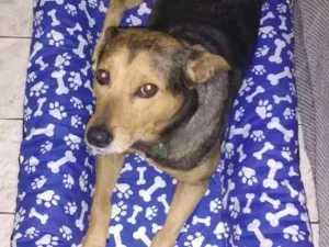 Cachorro raça SRD idade 5 anos nome Billy