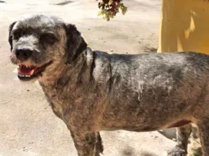 Cachorro raça SRD idade 5 anos nome Bilu