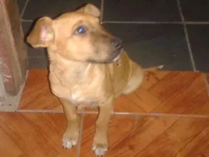 Cachorro raça Vira-lata idade 2 a 6 meses nome Montanha