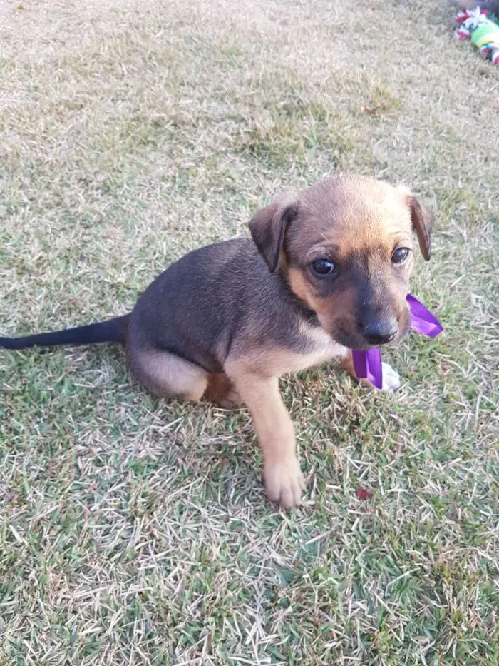 Cachorro ra a SRD idade Abaixo de 2 meses nome Não Definido