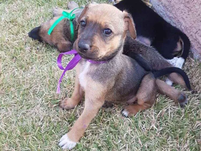 Cachorro ra a SRD idade Abaixo de 2 meses nome Não Definido