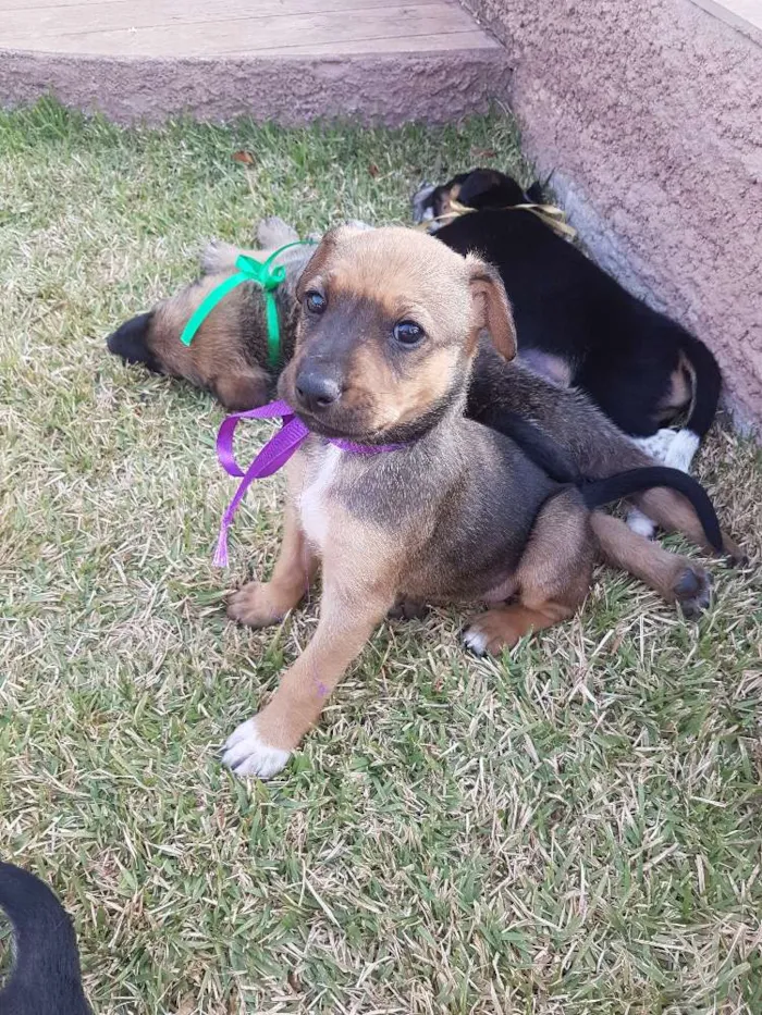 Cachorro ra a SRD idade Abaixo de 2 meses nome Não Definido