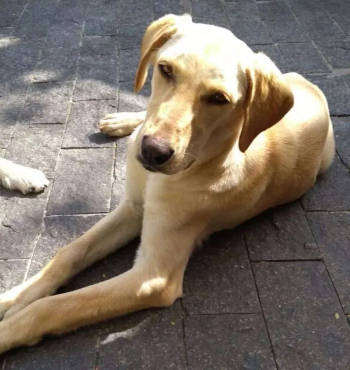 Cachorro ra a Labrador idade 7 a 11 meses nome Divina
