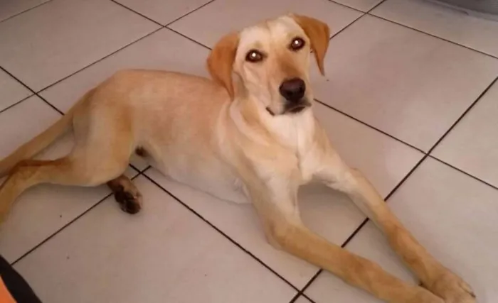 Cachorro ra a Labrador idade 7 a 11 meses nome Divina