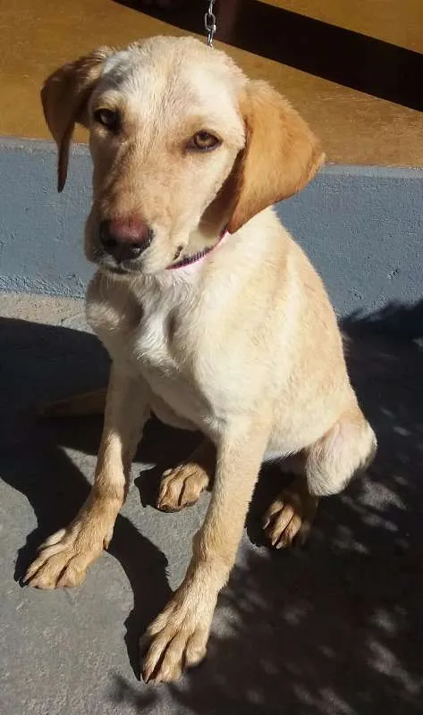 Cachorro ra a Labrador idade 7 a 11 meses nome Divina