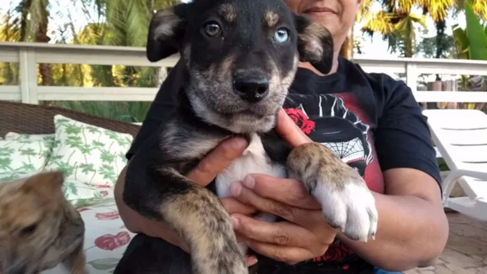 Cachorro ra a SRD idade 2 a 6 meses nome Bebes Gracinha