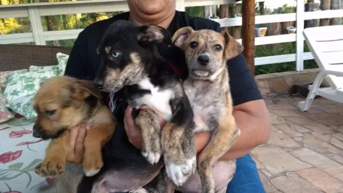 Cachorro ra a SRD idade 2 a 6 meses nome Bebes Gracinha