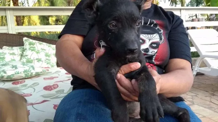 Cachorro ra a SRD idade 2 a 6 meses nome Bebes Gracinha