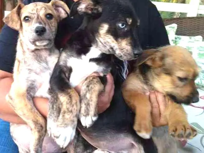 Cachorro ra a SRD idade 2 a 6 meses nome Bebes Gracinha