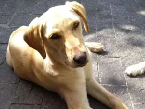Cachorro raça Labrador idade 7 a 11 meses nome Divina