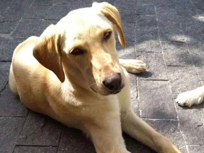 Cachorro ra a Labrador idade 7 a 11 meses nome Divina