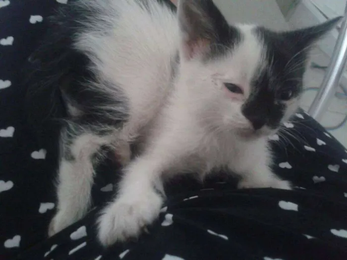 Gato ra a SRD idade Abaixo de 2 meses nome Ghost