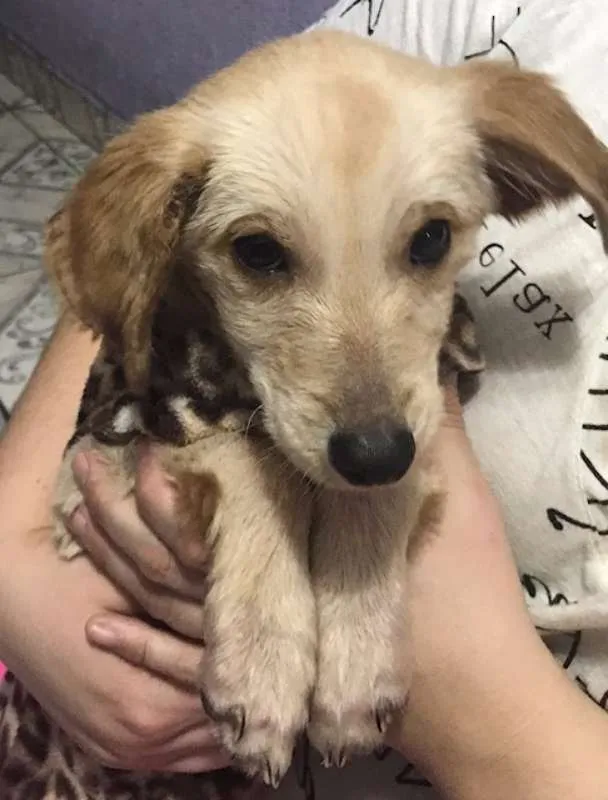 Cachorro ra a SRD idade 2 a 6 meses nome Pitica