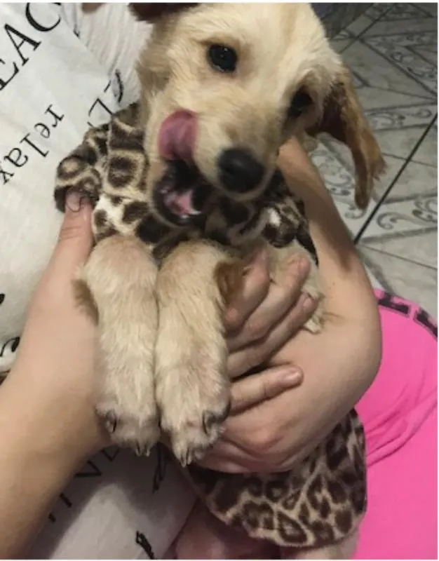 Cachorro ra a SRD idade 2 a 6 meses nome Pitica