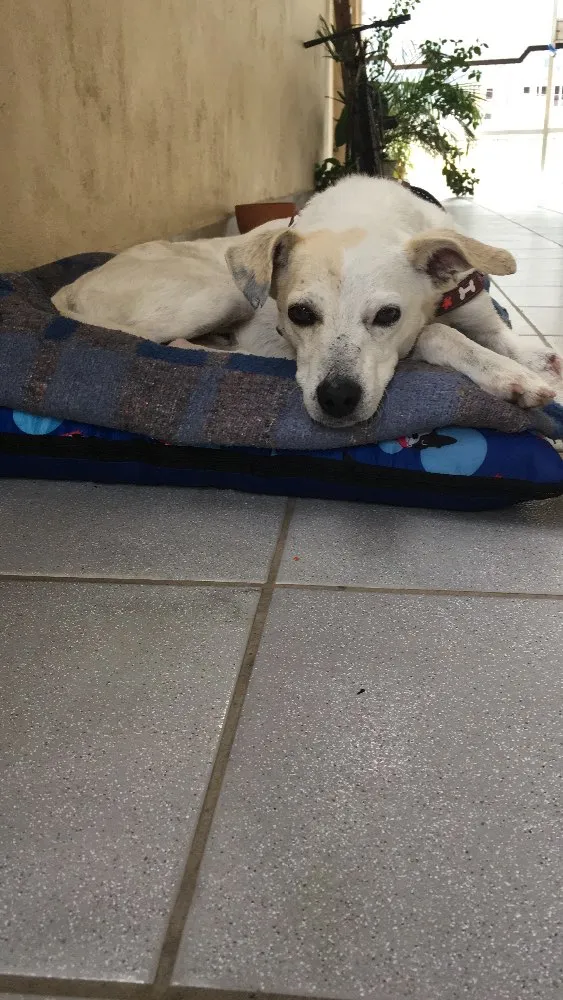 Cachorro ra a Vira lata idade 5 anos nome Branquinho