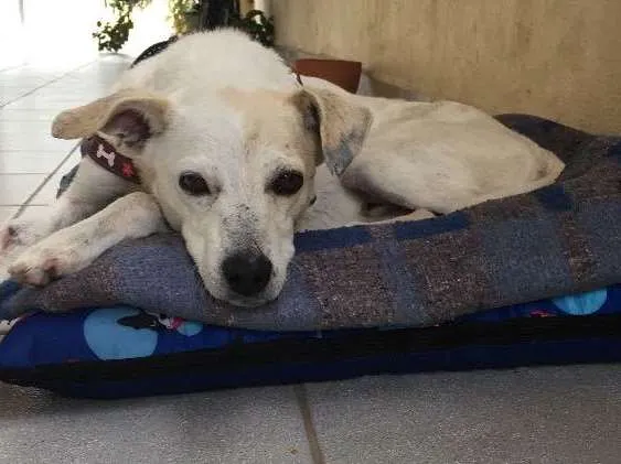 Cachorro ra a Vira lata idade 5 anos nome Branquinho