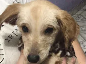 Cachorro raça SRD idade 2 a 6 meses nome Pitica
