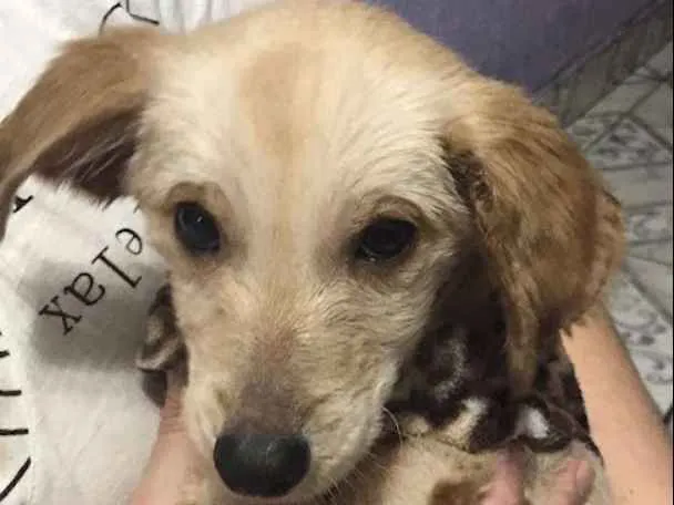 Cachorro ra a SRD idade 2 a 6 meses nome Pitica