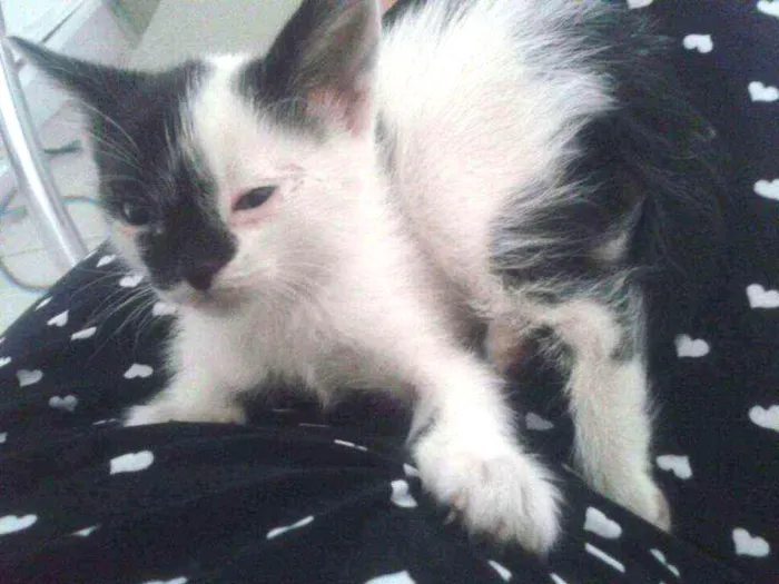 Gato ra a SRD idade Abaixo de 2 meses nome Ghost