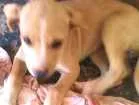 Cachorro raça INDEFINIDA idade 2 a 6 meses nome SAO 4 FILHOTES