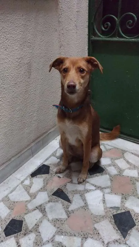 Cachorro ra a Vira Lata idade 1 ano nome Moana