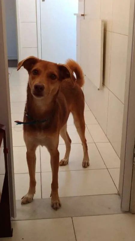 Cachorro ra a Vira Lata idade 1 ano nome Moana