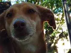 Cachorro ra a Vira Lata idade 1 ano nome Moana