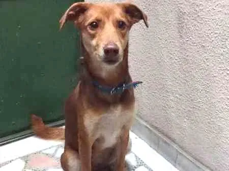 Cachorro ra a Vira Lata idade 1 ano nome Moana