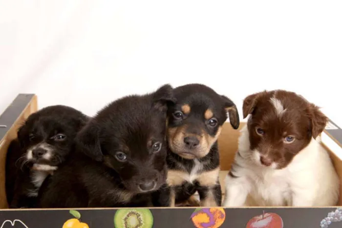 Cachorro raça mistura idade Abaixo de 2 meses nome sem nome