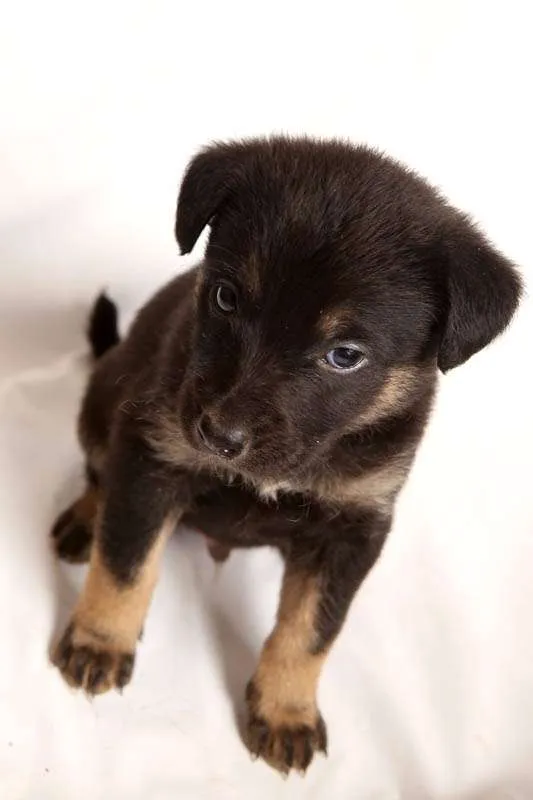 Cachorro raça mistura idade Abaixo de 2 meses nome sem nome