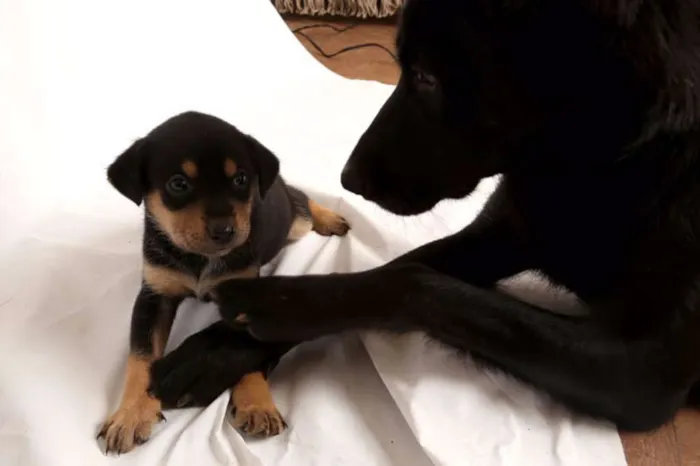 Cachorro raça mistura idade Abaixo de 2 meses nome sem nome
