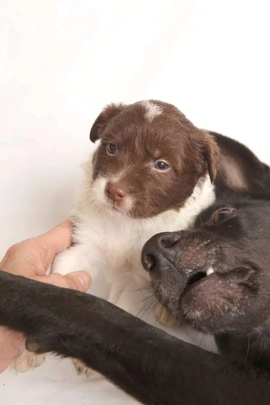 Cachorro raça mistura idade Abaixo de 2 meses nome sem nome