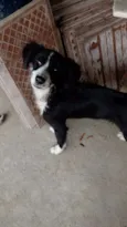 Tico
