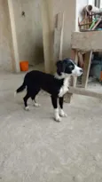 Tico