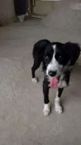 Tico