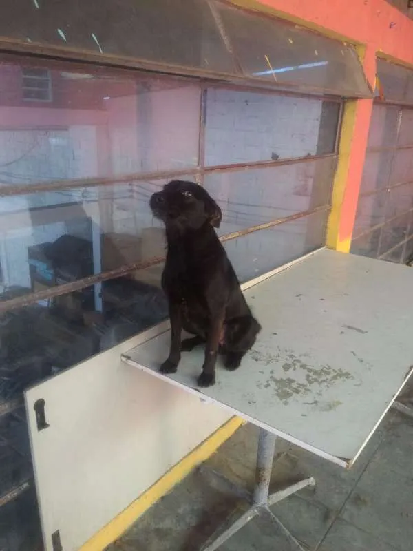 Cachorro raça vira-lata idade 3 anos nome fred/bili