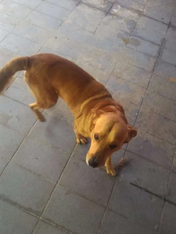 Cachorro raça vira-lata idade 3 anos nome fred/bili