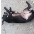 Cachorro raça Labrador idade 7 a 11 meses nome Jamile