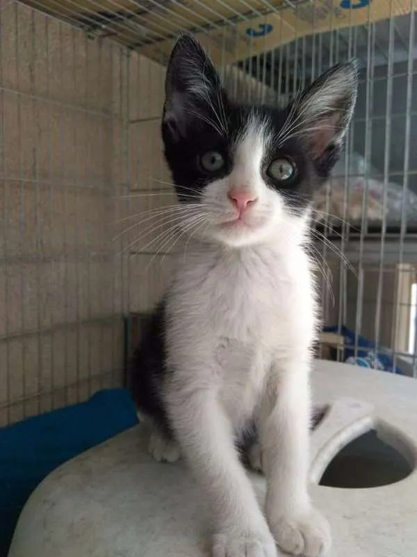 Gato ra a SRD idade 2 a 6 meses nome Pedrinho