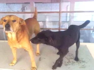 Cachorro raça vira-lata idade 3 anos nome fred/bili